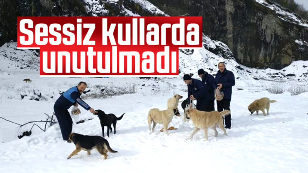 Canik Belediyesi karla mücadele ederken sokak hayvanlarını da unutmadı