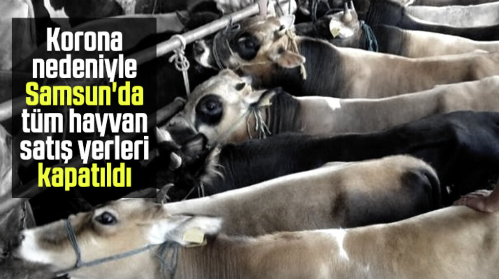 Samsun'da Korona nedeniyle tüm hayvan satış yerleri kapatıldı