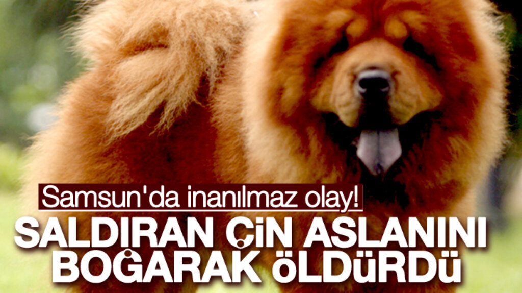 Samsun'da bir kişi kendisine saldıran Çin Aslanı cinsi köpeği suda boğarak öldürdü