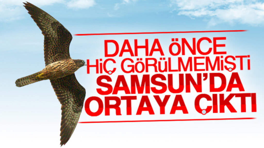 Samsun Kızılırmak Deltasında ilk kez Ada Doğanı kuş türü görüldü